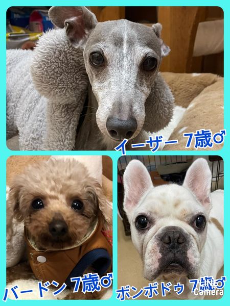 🐾今日の里親様募集中ワンコ🐶メンバーです🐾2022,1,17【保護犬カフェ天神橋店】